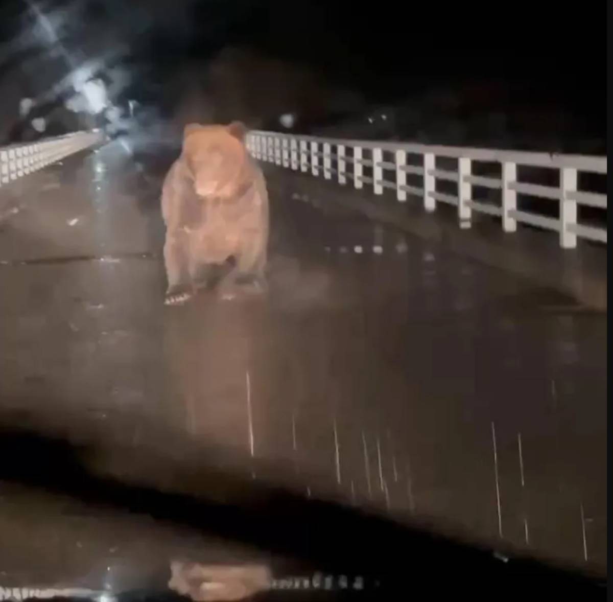 หมี ฮอกไกโด