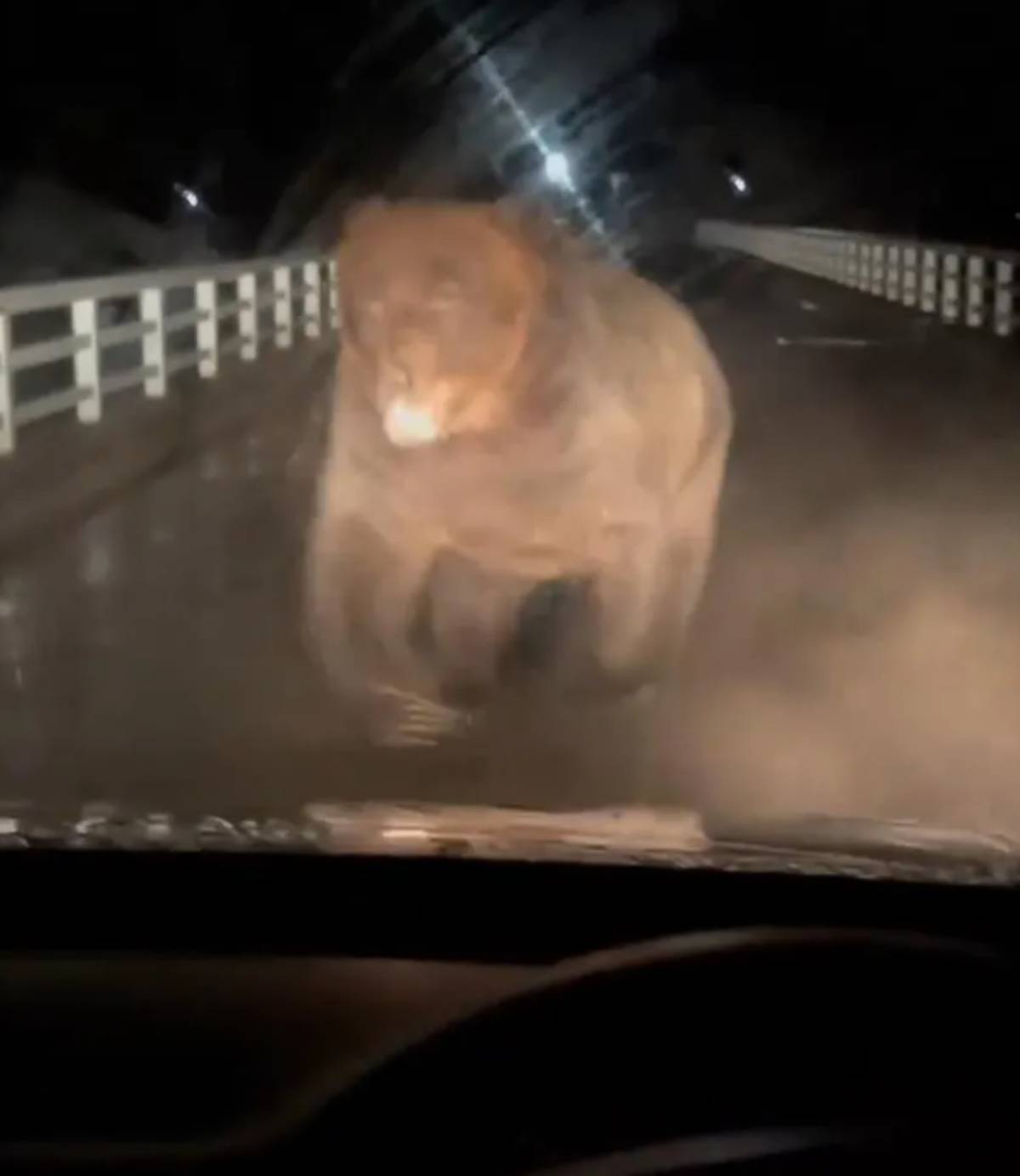 หมีโจมตีรถ