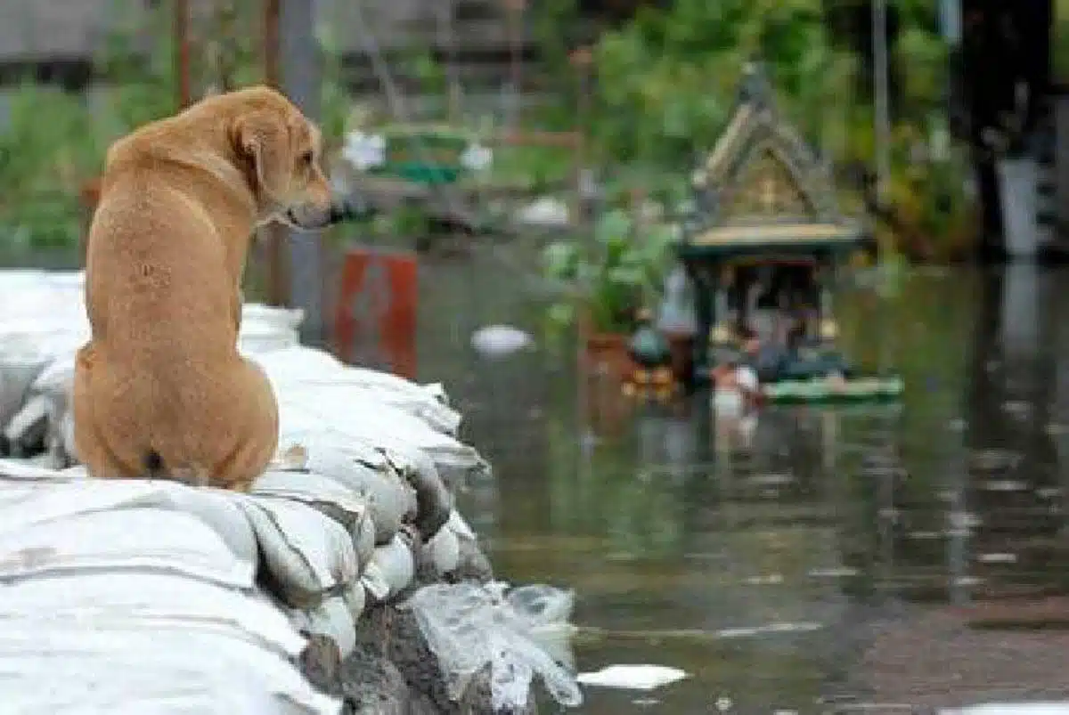 หาดใหญ่ น้ําท่วม วันนี้