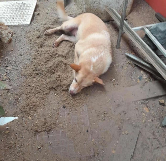 อัปเดตล่าสุด เคสลุงร่ำไห้ ตัดใจทิ้งหมาเพราะน้ำท่วมสูง ลูกสาวเผยพวกเขาได้เจอกันแล้ว-4