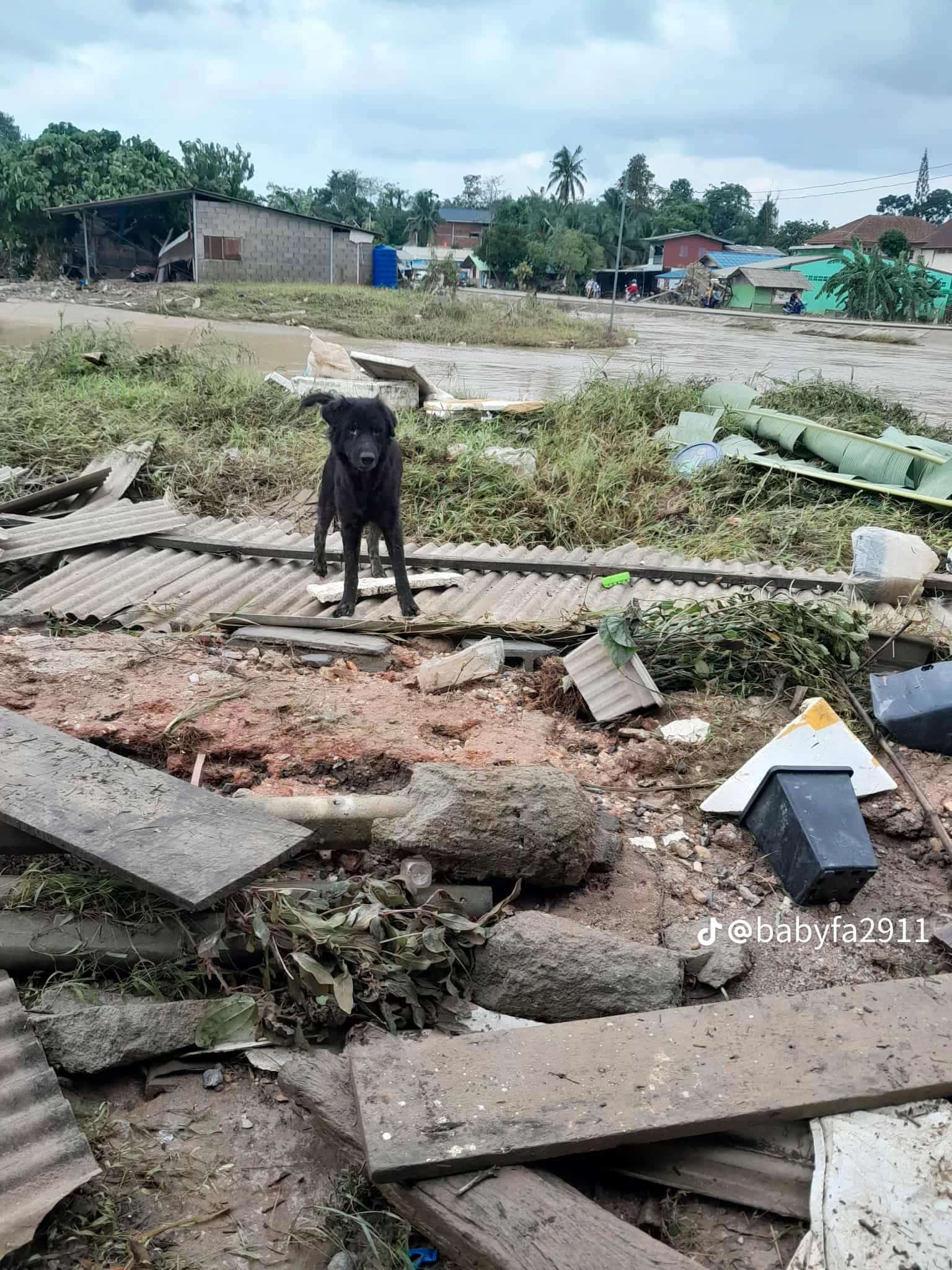 อัปเดตล่าสุด เคสลุงร่ำไห้ ตัดใจทิ้งหมาเพราะน้ำท่วมสูง ลูกสาวเผยพวกเขาได้เจอกันแล้ว-5