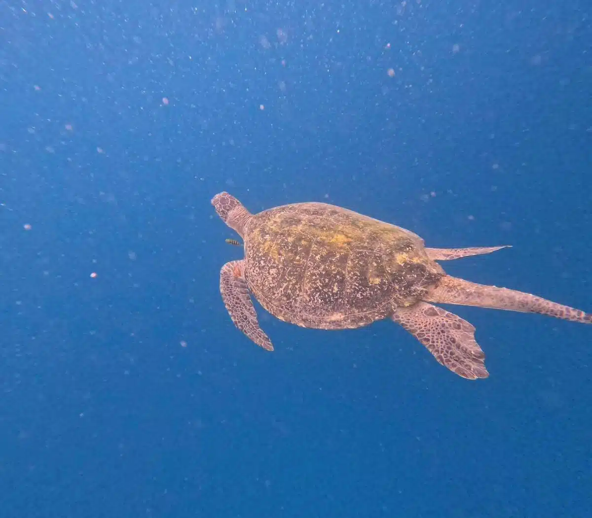 เต่าทะเล ข่าว