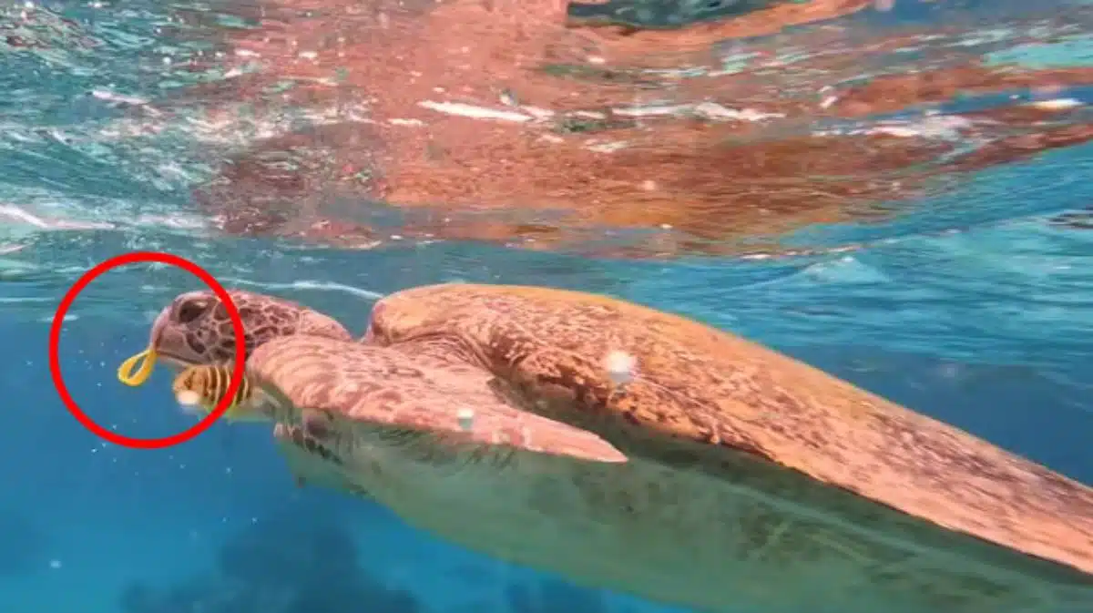 เต่าทะเลกินริชแบนด์