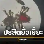 สยอง หนุ่มคันโคน "น้องชาย" นานแรมปี กินยาไม่หาย หมอถึงผงะ เจอเดินยั้วเยี้ย