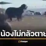 คลิปใจสลาย สุนัขสุดซื่อสัตย์ยืนเฝ้าร่างเจ้าของ เหยื่อกราดยิง ‘บอนได’ ออสเตรเลีย