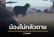 คลิปใจสลาย สุนัขสุดซื่อสัตย์ยืนเฝ้าร่างเจ้าของ เหยื่อกราดยิง ‘บอนได’ ออสเตรเลีย