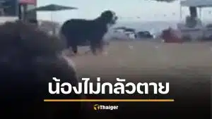 คลิปใจสลาย สุนัขสุดซื่อสัตย์ยืนเฝ้าร่างเจ้าของ เหยื่อกราดยิง ‘บอนได’ ออสเตรเลีย