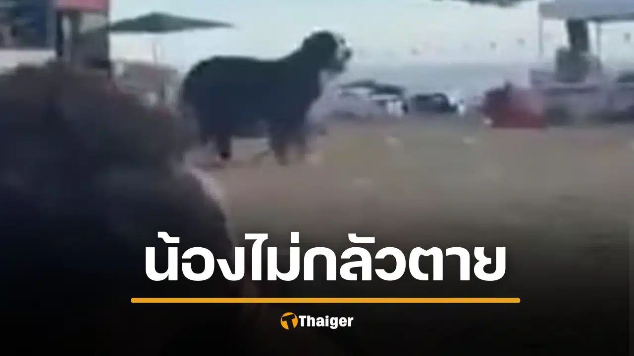 คลิปใจสลาย สุนัขสุดซื่อสัตย์ยืนเฝ้าร่างเจ้าของ เหยื่อกราดยิง ‘บอนได’ ออสเตรเลีย