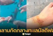 สาวจีน ถูกฉลามกัดขณะดำน้ำที่มัลดีฟส์ เจ้าตัวเผย ดำน้ำตอนมีประจำเดือน ชาวเน็ตจวกเล่นไม่รู้เรื่อง