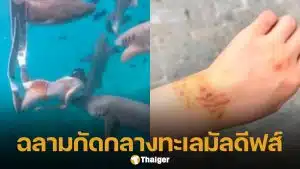 สาวจีน ถูกฉลามกัดขณะดำน้ำที่มัลดีฟส์ เจ้าตัวเผย ดำน้ำตอนมีประจำเดือน ชาวเน็ตจวกเล่นไม่รู้เรื่อง