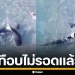 วินาทีระทึก! ฉลามเสือ บุกน้ำตื้นจ๊ะเอ๋ น้องหมา ระยะเผาขน สุดท้ายรอดหวุดหวิด
