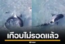 วินาทีระทึก! ฉลามเสือ บุกน้ำตื้นจ๊ะเอ๋ น้องหมา ระยะเผาขน สุดท้ายรอดหวุดหวิด