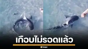 วินาทีระทึก! ฉลามเสือ บุกน้ำตื้นจ๊ะเอ๋ น้องหมา ระยะเผาขน สุดท้ายรอดหวุดหวิด