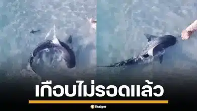 วินาทีระทึก! ฉลามเสือ บุกน้ำตื้นจ๊ะเอ๋ น้องหมา ระยะเผาขน สุดท้ายรอดหวุดหวิด