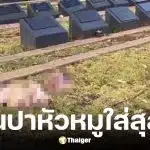 มีผู้ปาหัวหมูใส่หลุมศพมุสลิมระบายแค้นเหตุกราดยิงบอนได