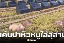 มีผู้ปาหัวหมูใส่หลุมศพมุสลิมระบายแค้นเหตุกราดยิงบอนได