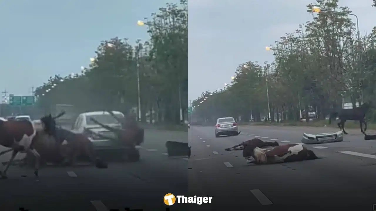 คลิปอุบัติเหตุ! ม้าหลุดวิ่งลงถนน 4 เลนส์ รถเบรกไม่ทันพุ่งชนสนั่น ชาวเน็ตแห่ถามสาเหตุ