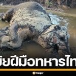 กัมพูชา พบซากแม่ลูกช้างตาย โบ้ยฝีมือทหารไทย อ้างโดนกระสุน-สะเก็ดระเบิด