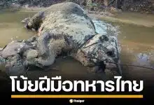 กัมพูชา พบซากแม่ลูกช้างตาย โบ้ยฝีมือทหารไทย อ้างโดนกระสุน-สะเก็ดระเบิด