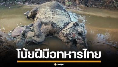 กัมพูชา พบซากแม่ลูกช้างตาย โบ้ยฝีมือทหารไทย อ้างโดนกระสุน-สะเก็ดระเบิด