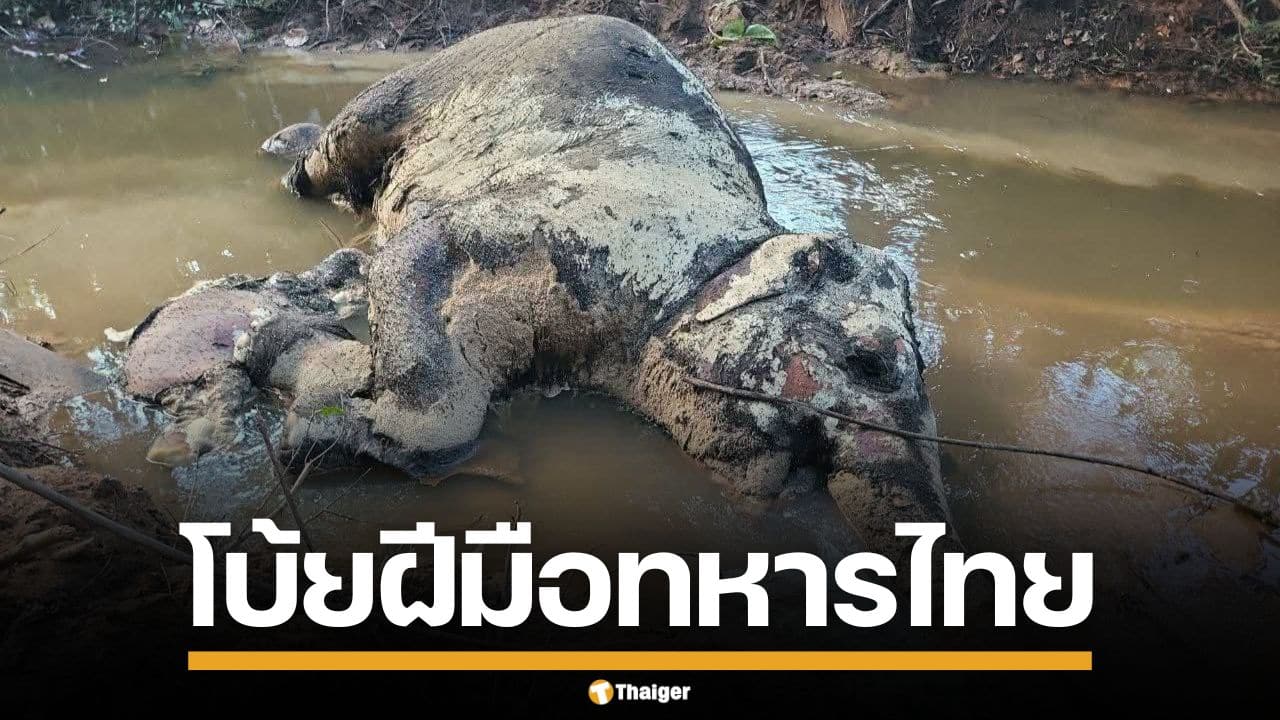 กัมพูชา พบซากแม่ลูกช้างตาย โบ้ยฝีมือทหารไทย อ้างโดนกระสุน-สะเก็ดระเบิด