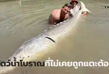 ปลาสเตอร์เจียนตัวใหญ่ที่สุด