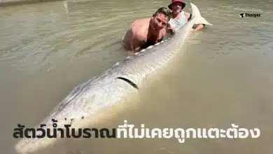 ปลาสเตอร์เจียนตัวใหญ่ที่สุด