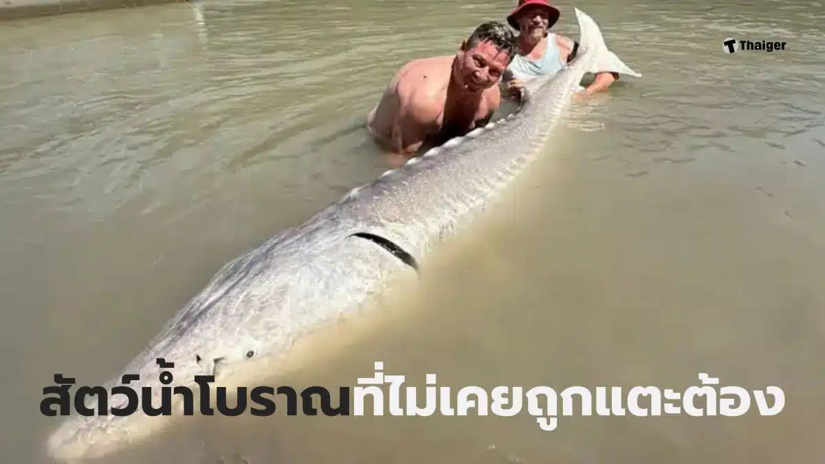 ปลาสเตอร์เจียนตัวใหญ่ที่สุด