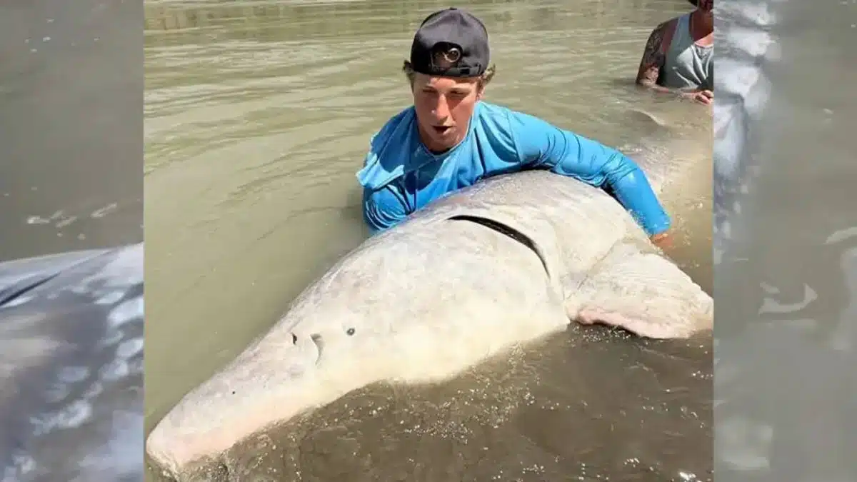 ปลาสเตอร์เจียนขาว หนัก 700 ปอนด์