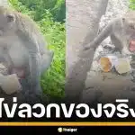 ขำจนปอดโยก! เจ้าจ๋อแสบ ขโมยกาแฟ ก่อนทำหกใส่ไข่ตัวเอง แถมเกรี้ยวกราดใส่สาวอีก