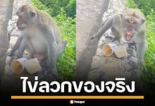 ขำจนปอดโยก! เจ้าจ๋อแสบ ขโมยกาแฟ ก่อนทำหกใส่ไข่ตัวเอง แถมเกรี้ยวกราดใส่สาวอีก