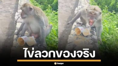 ขำจนปอดโยก! เจ้าจ๋อแสบ ขโมยกาแฟ ก่อนทำหกใส่ไข่ตัวเอง แถมเกรี้ยวกราดใส่สาวอีก