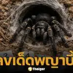 เลขเด็ด พญาบึ้ง งวด 16 ธันวาคม 2568