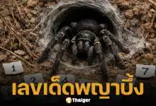 เลขเด็ด พญาบึ้ง งวด 16 ธันวาคม 2568