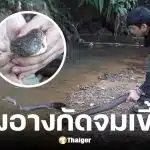 นิค Wildlife ถูกงูจงอางกัดนิ้ว