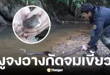 นิค Wildlife ถูกงูจงอางกัดนิ้ว