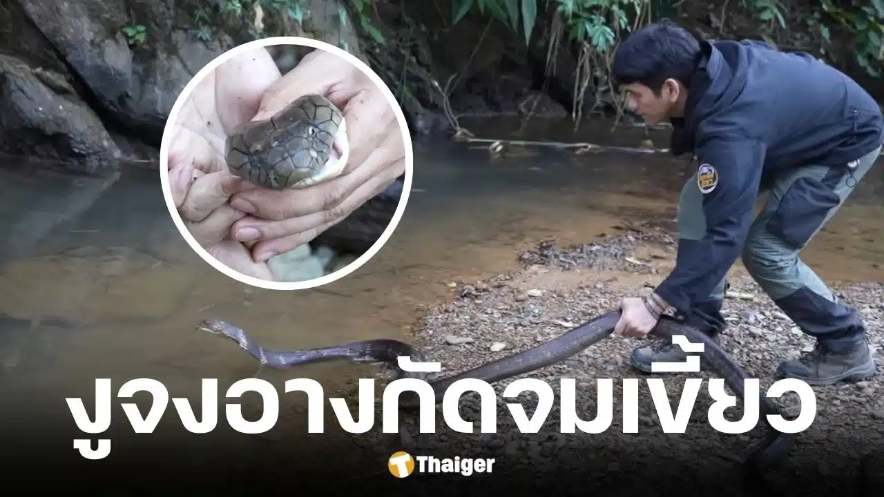 นิค Wildlife ถูกงูจงอางกัดนิ้ว