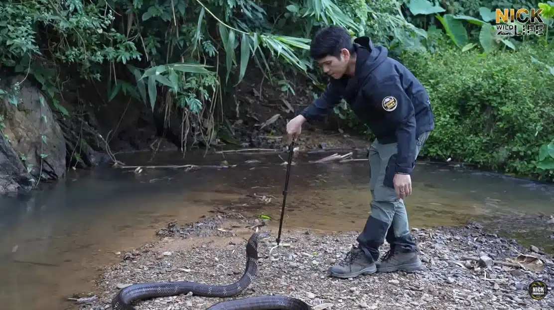 นิค Wildlife ถูกงูจงอางกัด
