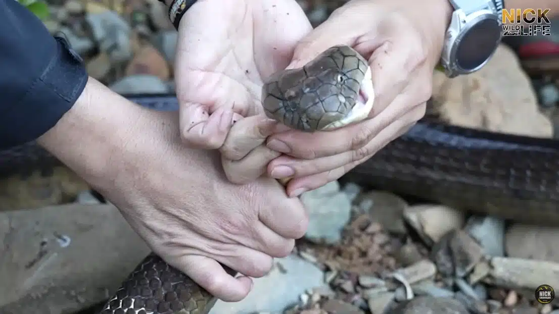 นิค Wildlife ถูกงูจงอางกัด-32