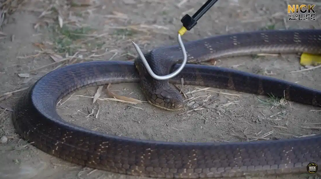 นิค Wildlife ถูกงูจงอางกัด-4