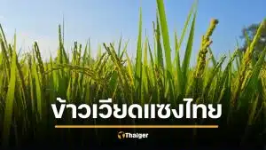 สื่อเวียดนามโว ข้าวพันธุ์ ‘Jasmine 85’ บุกยึดนาไทย แห่ปลูก ‘หอมพวง’ แซงหอมมะลิ