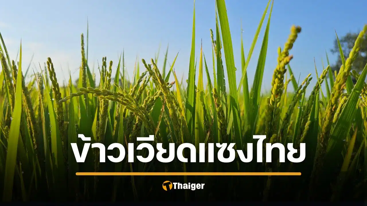 สื่อเวียดนามโว ข้าวพันธุ์ ‘Jasmine 85’ บุกยึดนาไทย แห่ปลูก ‘หอมพวง’ แซงหอมมะลิ