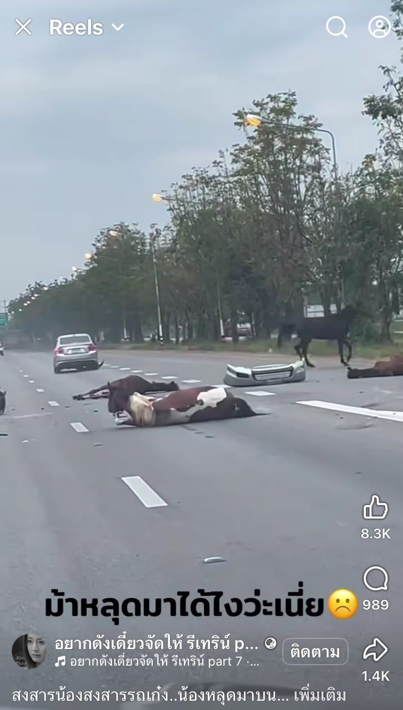 คลิปอุบัติเหตุ ม้าหลุดวิ่งลงถนน 4 เลนส์ รถเลนส์ขวาเบรกไม่ทันชนสนั่น ชาวเน็ตแห่ถามสาเหตุ-2