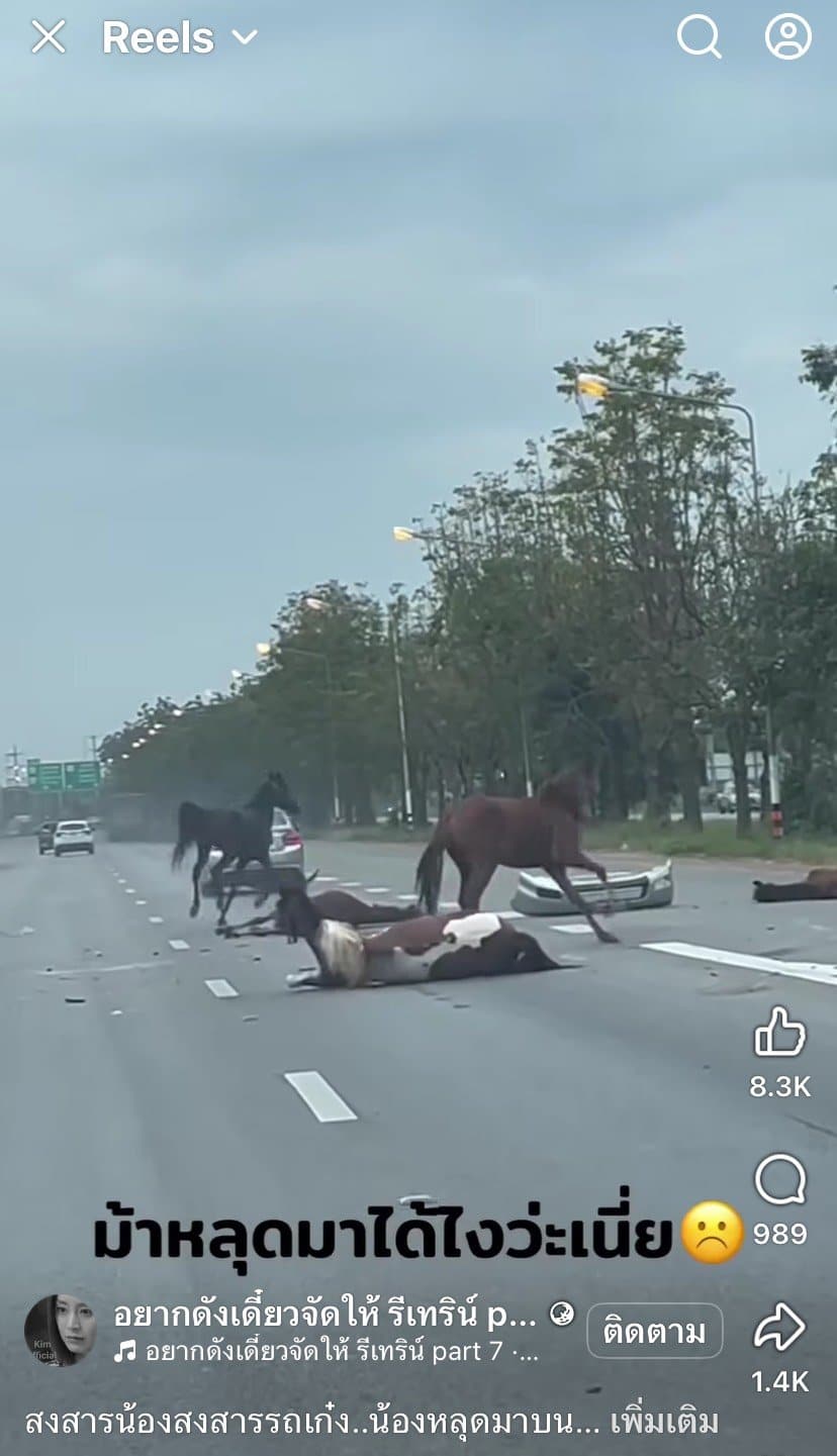 คลิปอุบัติเหตุ ม้าหลุดวิ่งลงถนน 4 เลนส์ รถเลนส์ขวาเบรกไม่ทันชนสนั่น ชาวเน็ตแห่ถามสาเหตุ-4