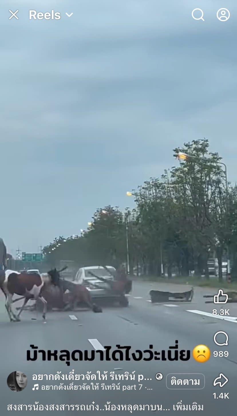 คลิปอุบัติเหตุ ม้าหลุดวิ่งลงถนน 4 เลนส์ รถเลนส์ขวาเบรกไม่ทันชนสนั่น ชาวเน็ตแห่ถามสาเหตุ-5