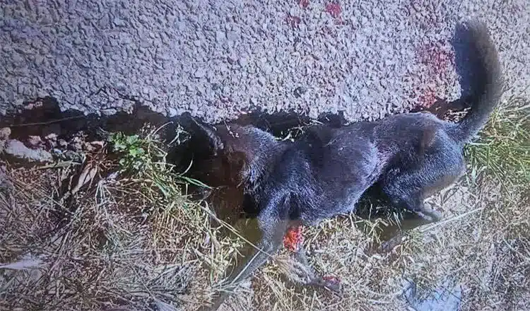 สุนัขที่กัมพูชาอ้างว่ากัดทหารแนวหน้าของกัมพูชา