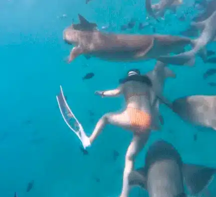 นักท่องเที่ยวจีน ถูกฉลามกัด ขณะดำน้ำที่เกาะมัลดีฟส์