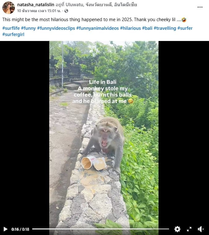 สีหน้าตกใจและเจ็บปวดของลิงหลังโดนกาแฟลวก