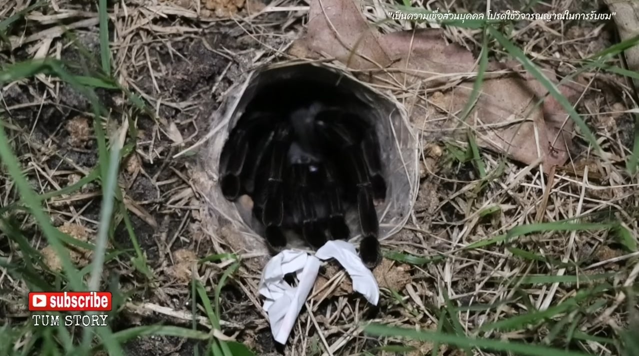 เลขเด็ด พญาบึ้ง งวด 16 12 68-1