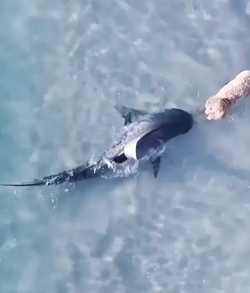 ภาพมุมสูงจากโดรนแสดงฉลามเสือว่ายเข้าใกล้สุนัขในน้ำตื้น